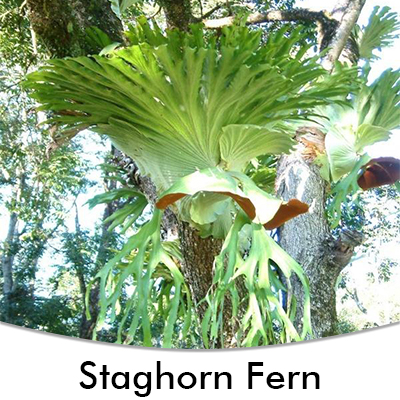 Staghorn Fern