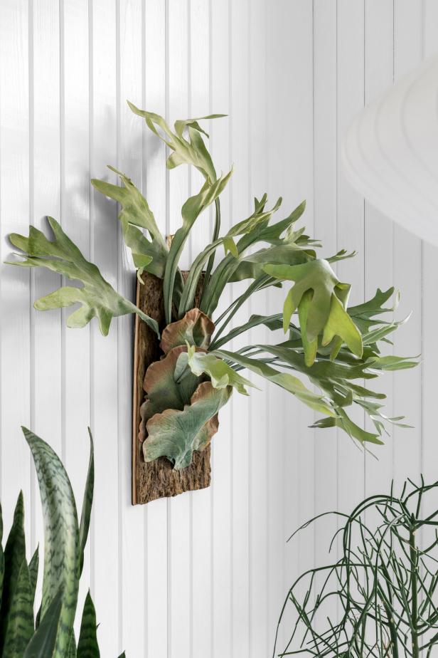 Staghorn Fern in Bedroom