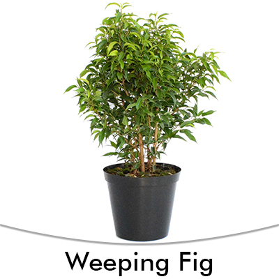Weeping Fig Tree