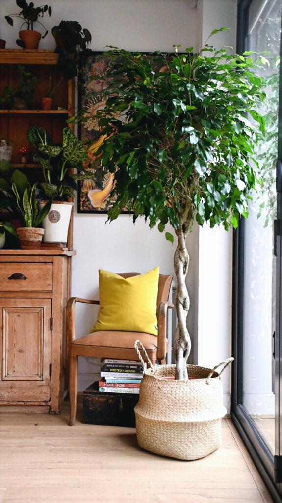 Weeping Fig Tree in Bedroom