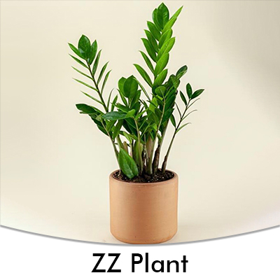 ZZ Plant
