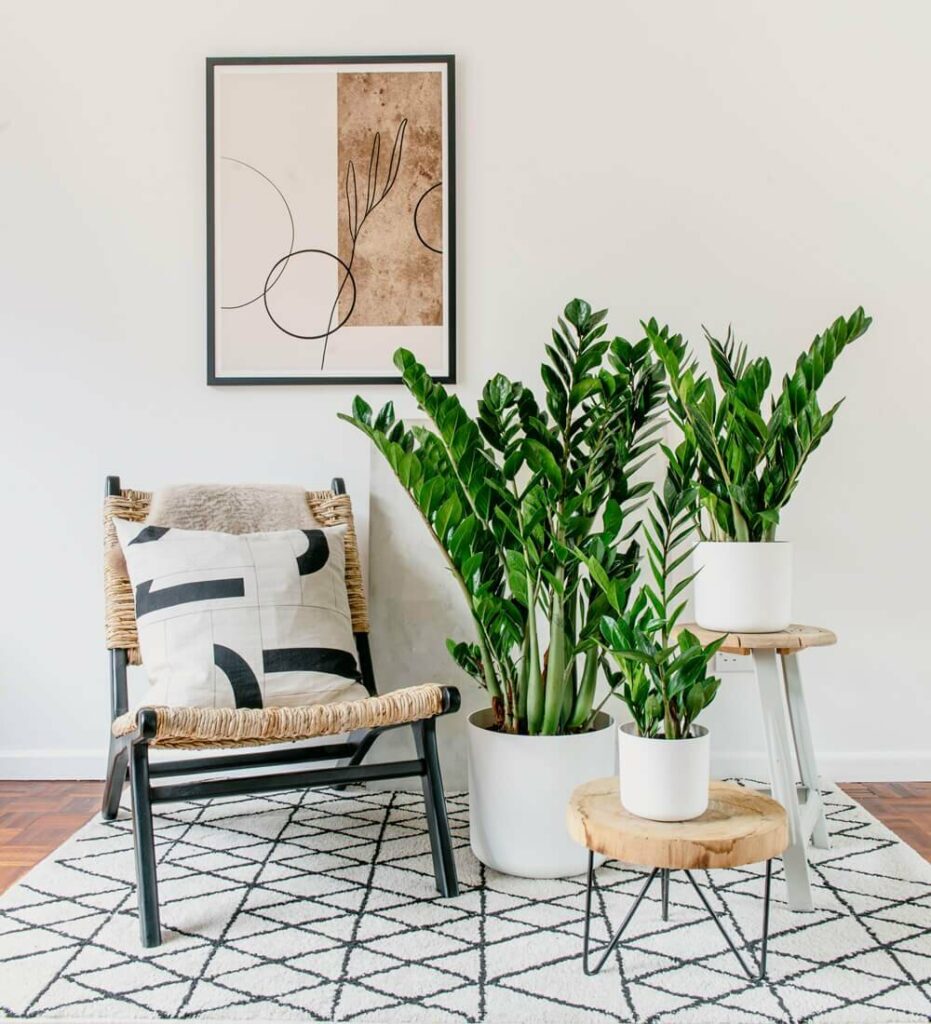 ZZ Plant in Bedroom