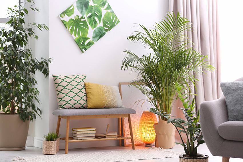 Add Freshness to Your Rooms with Indoor Plants Add Freshness to Your Rooms with Indoor Plants