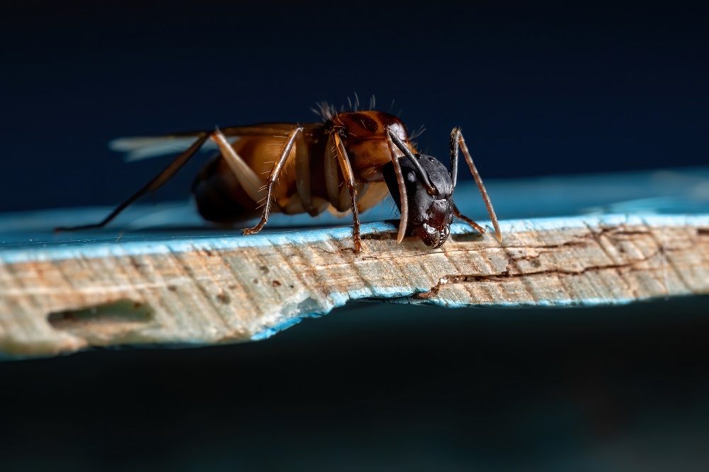 Carpenter Ants