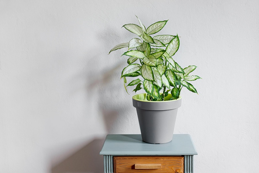Dieffenbachia in Bedroom