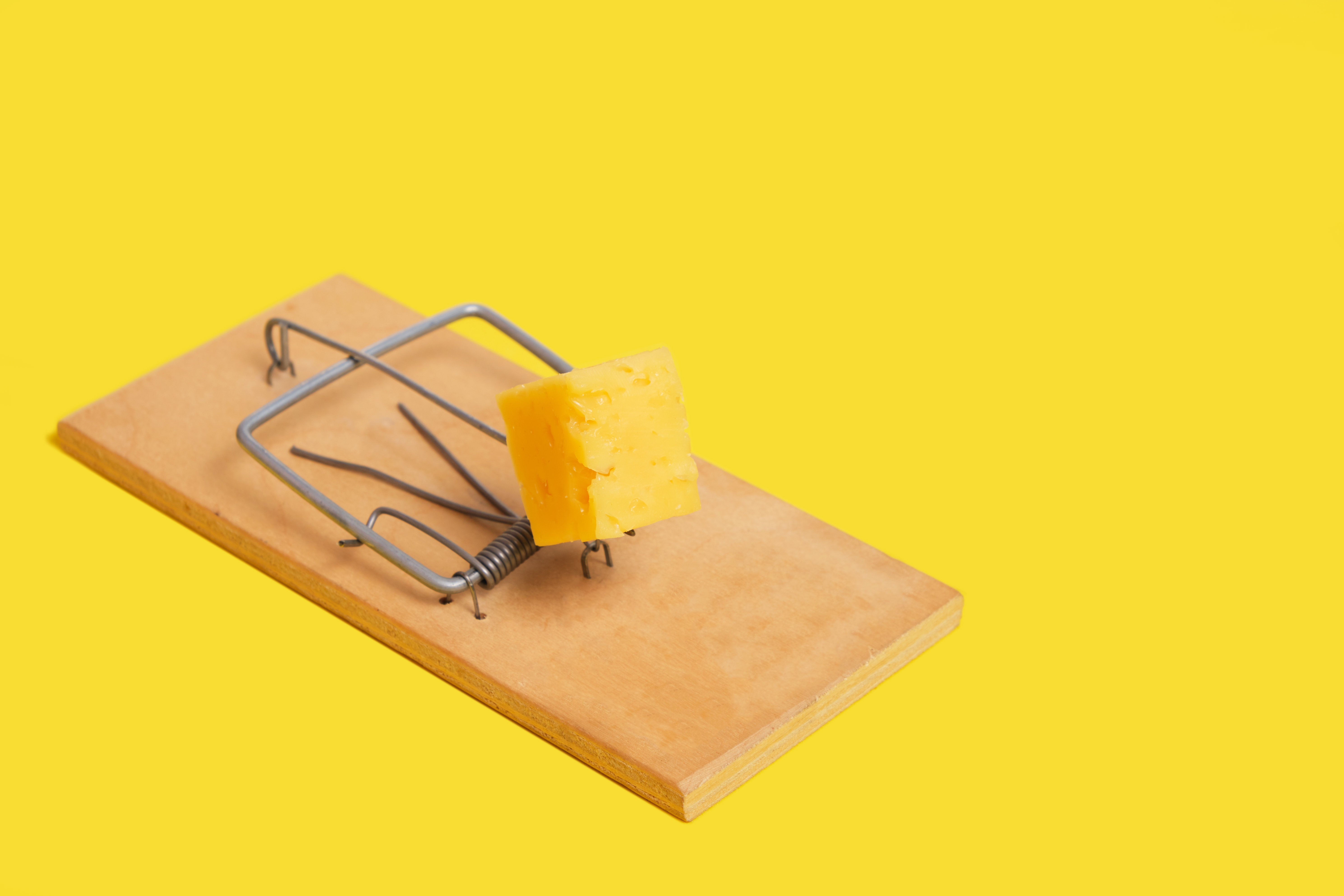 How to Catch Rats in your House by Using Snap Trap How to Catch Rats in your House by Using Snap Trap