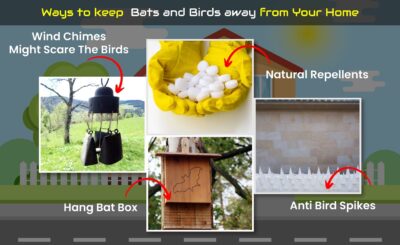 Keeps Bats, Birds & Woodpeckers Away