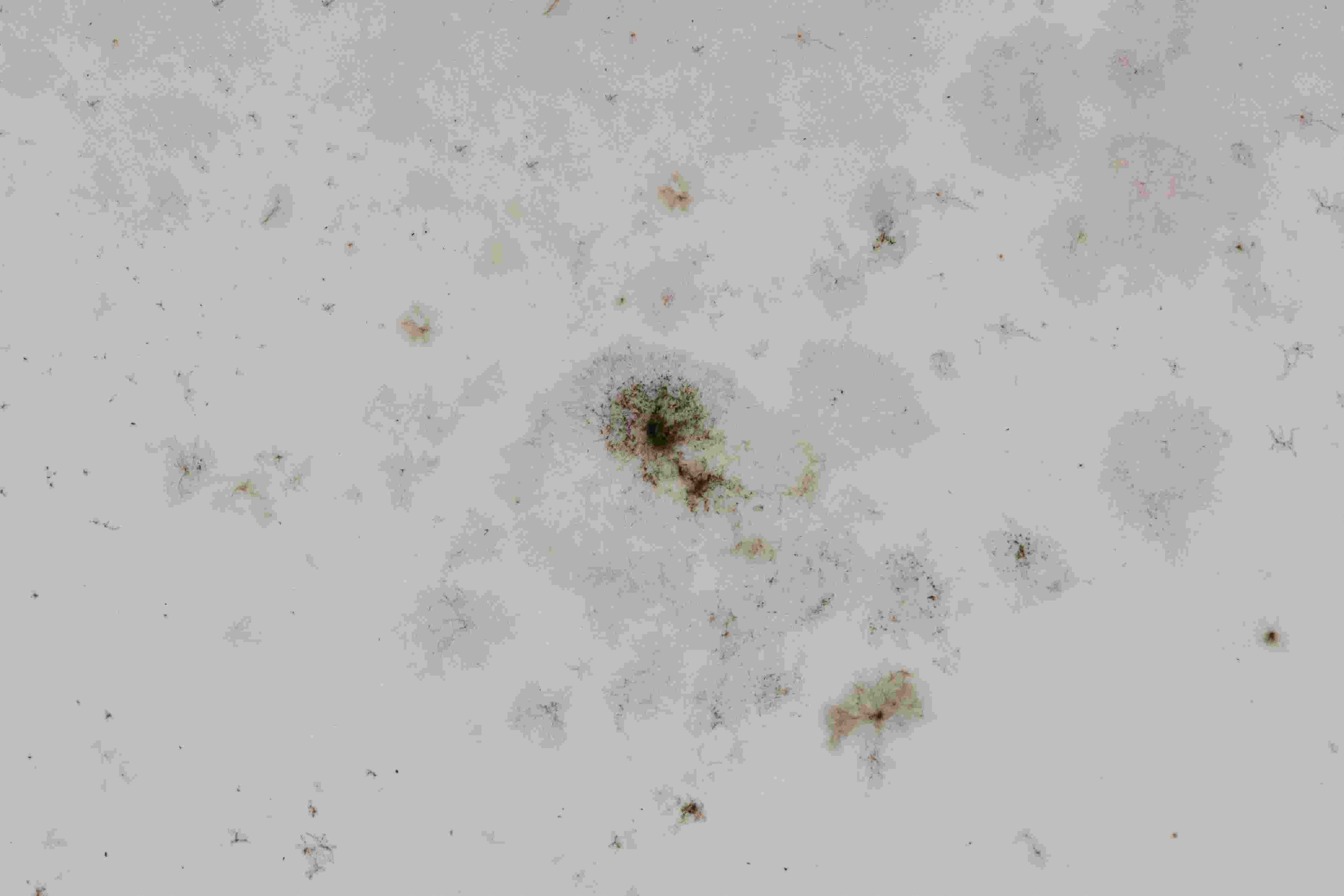 Mold Growth Shower Drain Smelling Due To Mold Growth