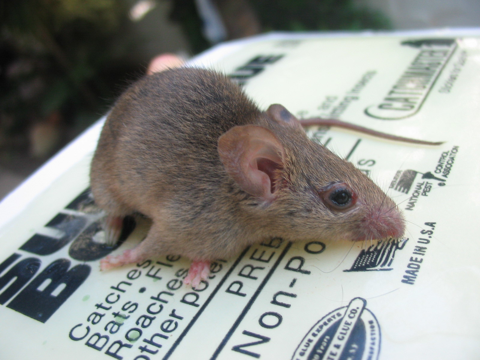 Mouse Glue traps Mouse Glue traps