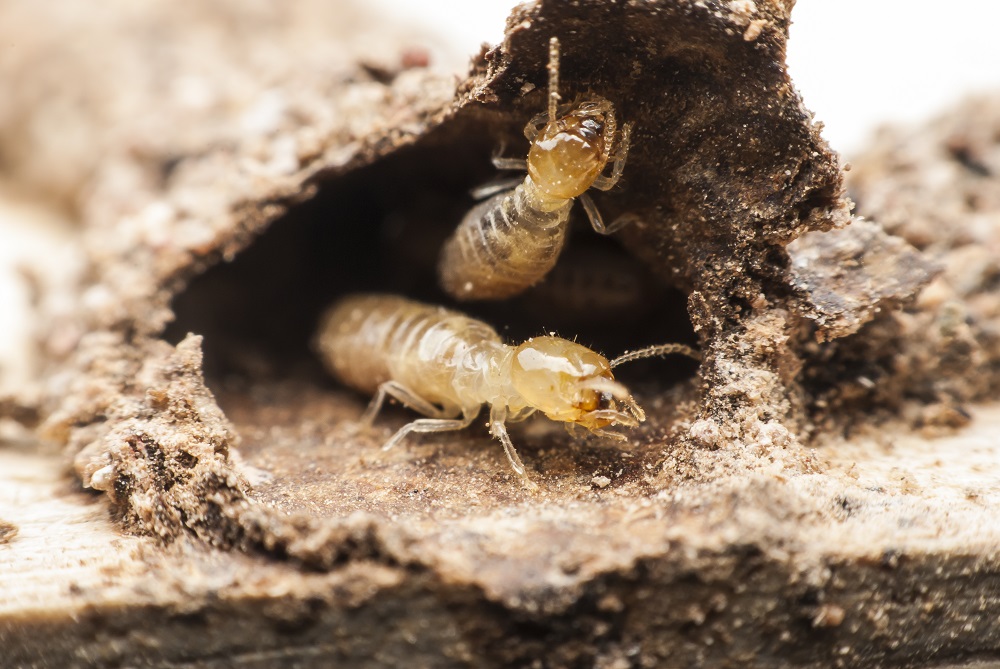 Prevent Termites