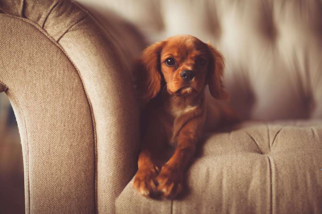 Protect your Furniture from Pets Protect your Furniture from Pets