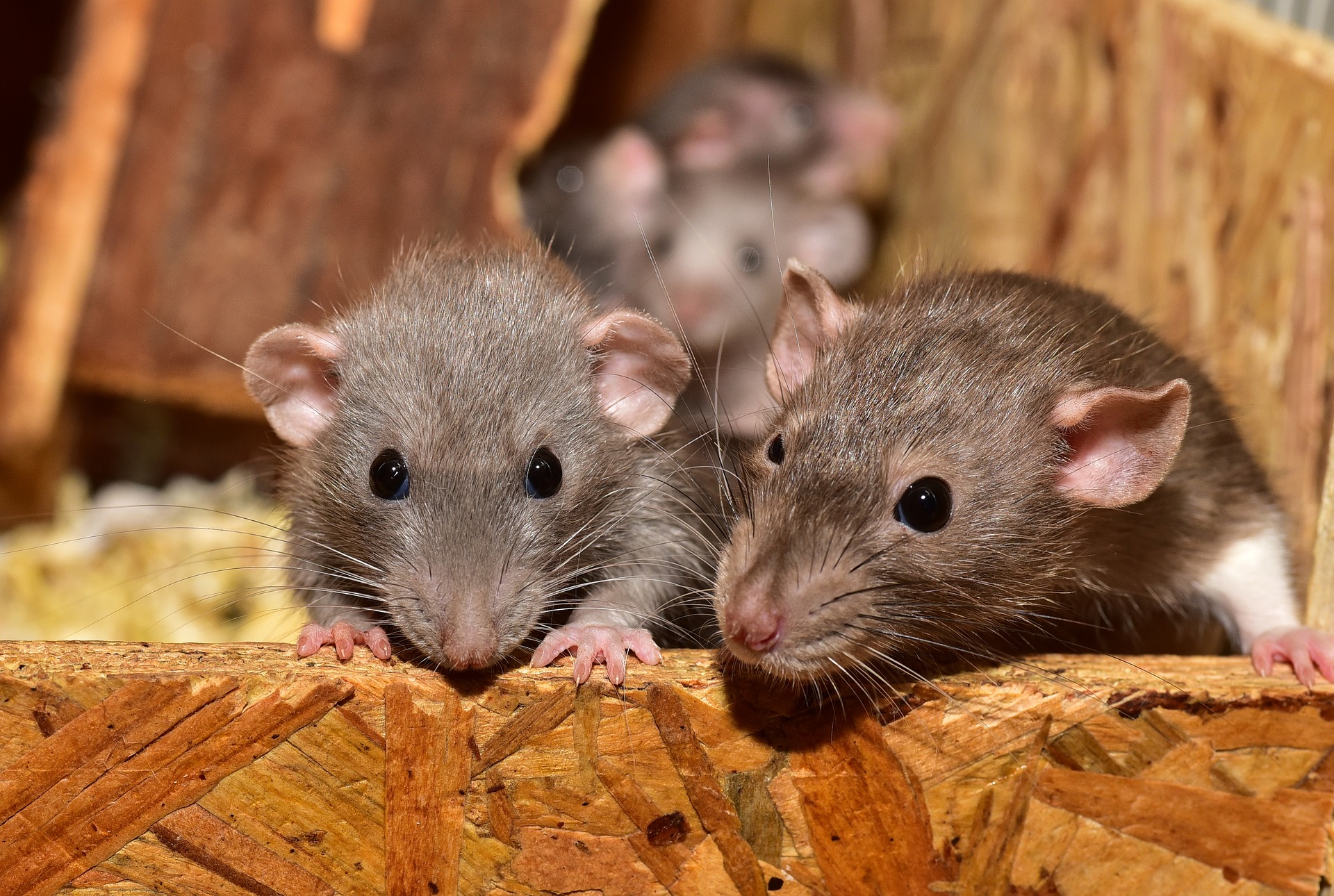 Rodent Infestation in Your House Rodent Infestation in Your House