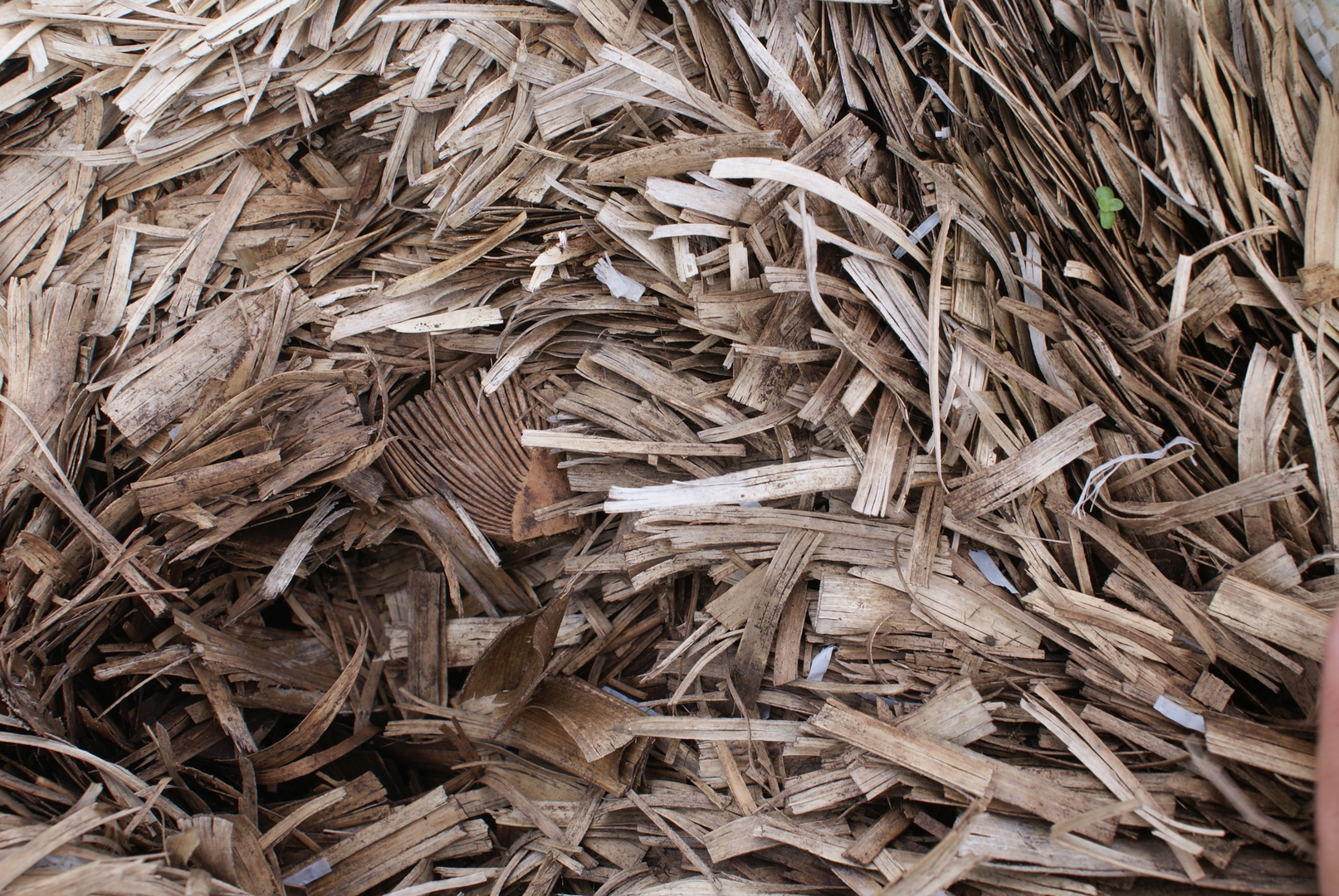 Scrap Wood Scrap Wood