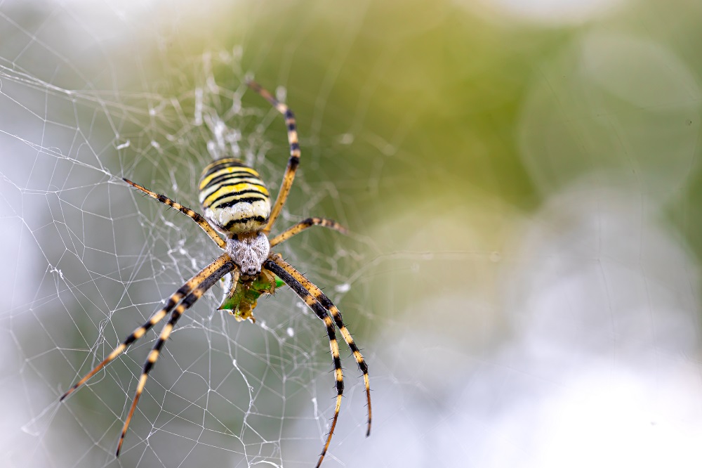 Spiders