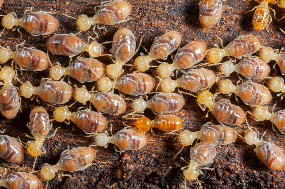 Termites