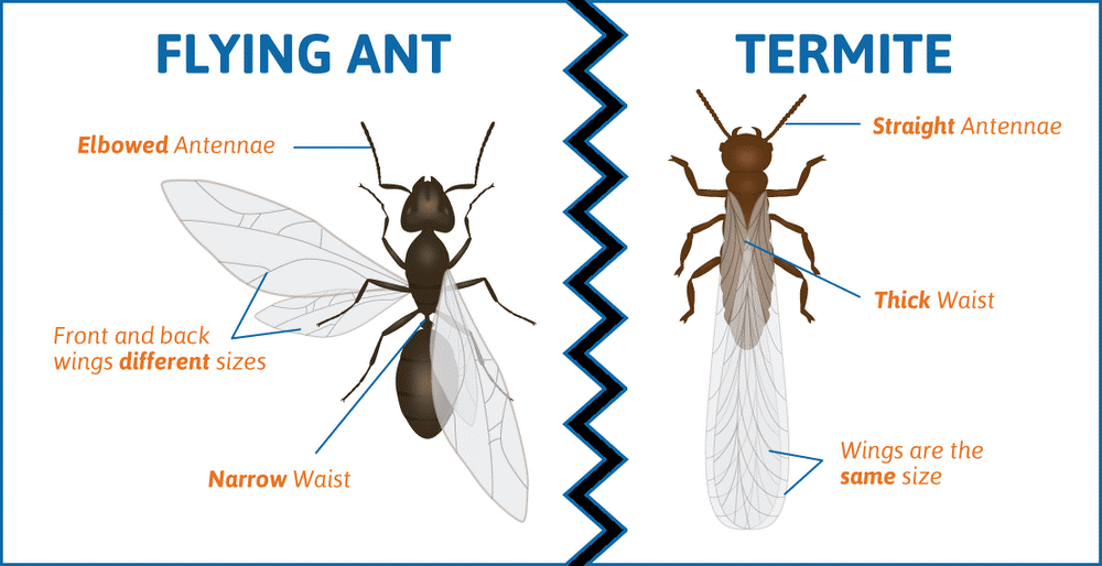 Termites Versus Carpenter Ants