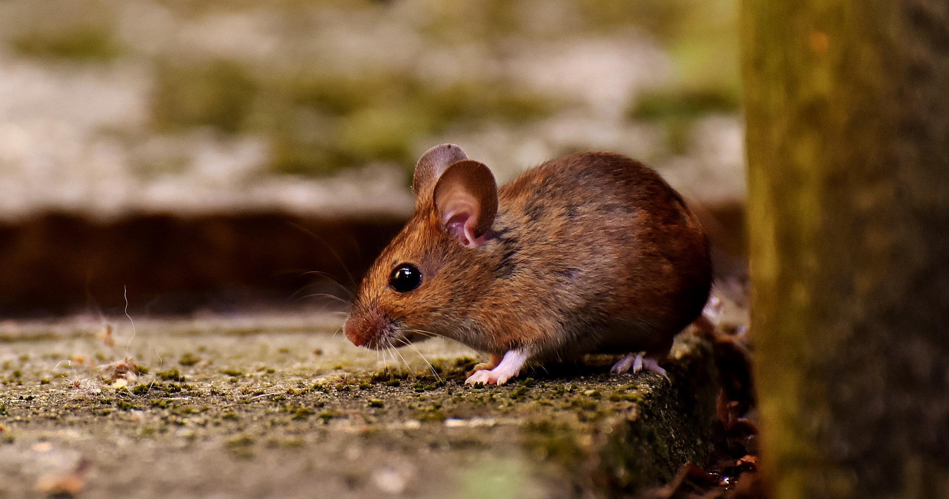 Trivia about Mice and Rats Trivia about Mice and Rats