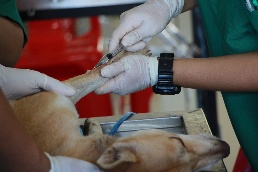 Get your pets vaccinated Get your pets vaccinated