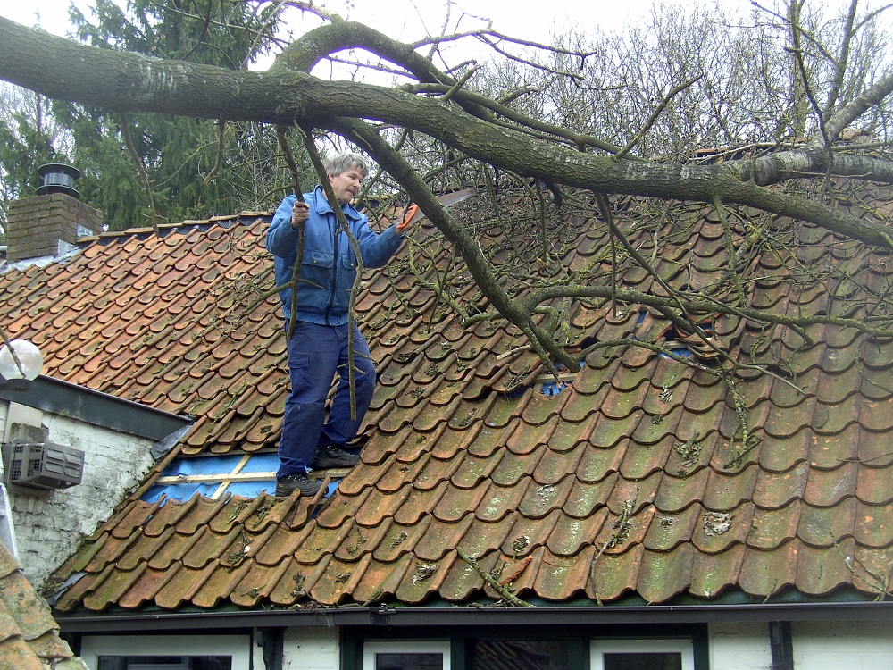 Roof Damage from Tree Branches