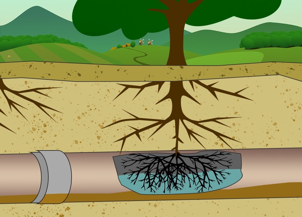 Tree Roots in Sewer Line Tree Roots in Sewer Line