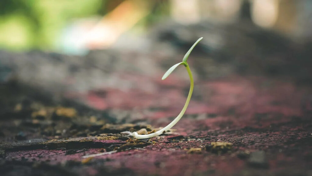 Caring for Seedlings