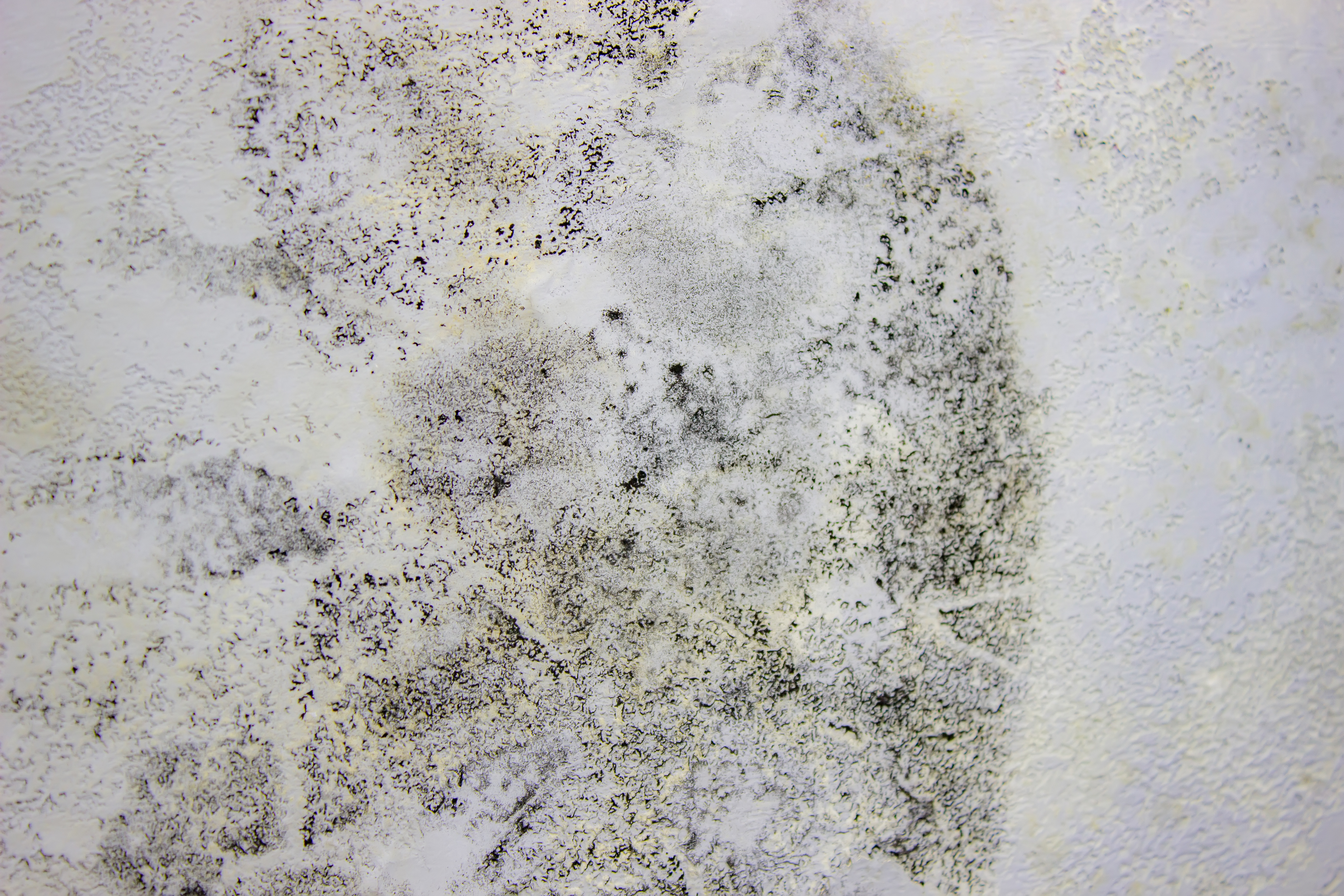 Identify The Black Mould Identify The Black Mould