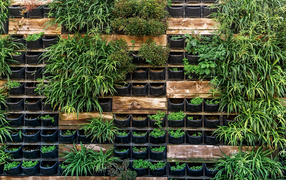 Decorate outdoor wall with vertical garden Decorate outdoor wall with vertical garden