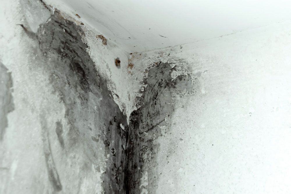 Black Spots or Stains of Mold