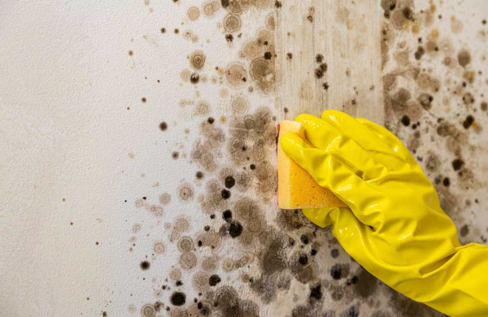 Clean Mold