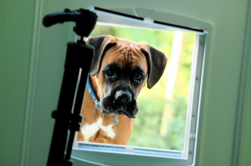 Frame of Pet Door