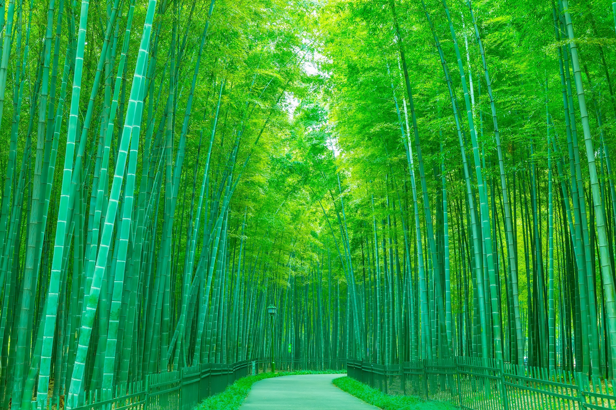 Green Bamboo and Cane Green Bamboo and Cane