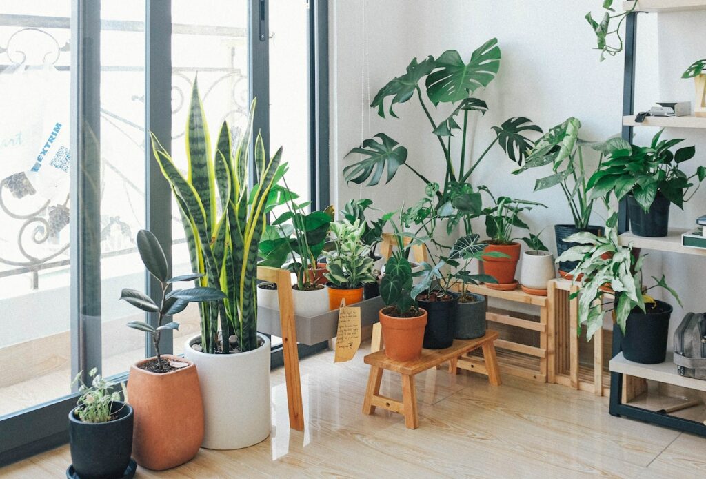 House Plant