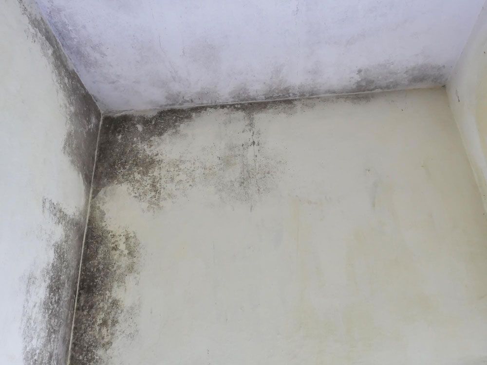 Identifying Areas Known to Harbor Mold