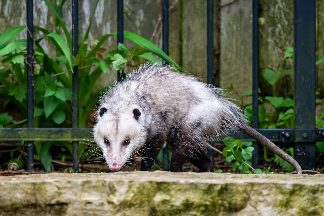 Opossums