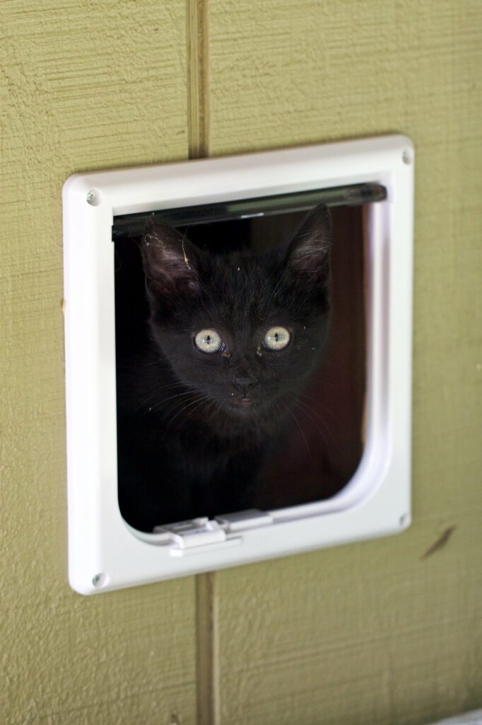 Pet Door in homes