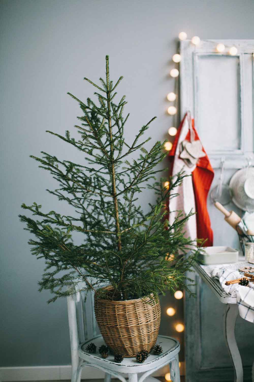 Plant in Holiday Decor
