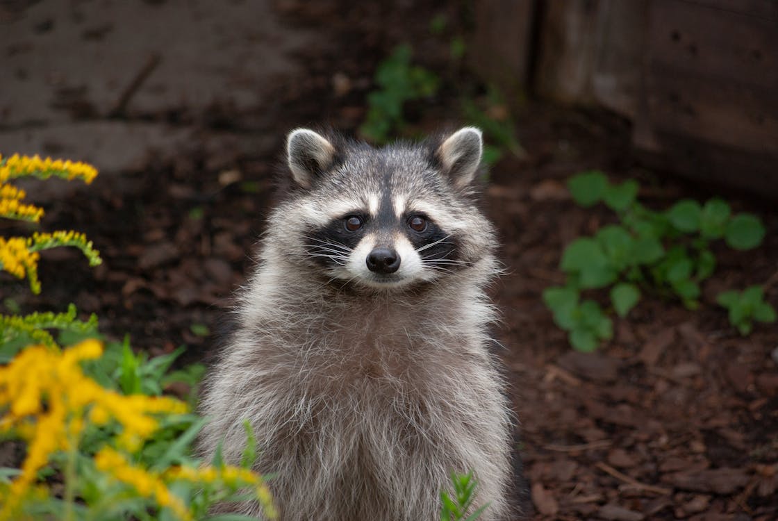 Raccoons
