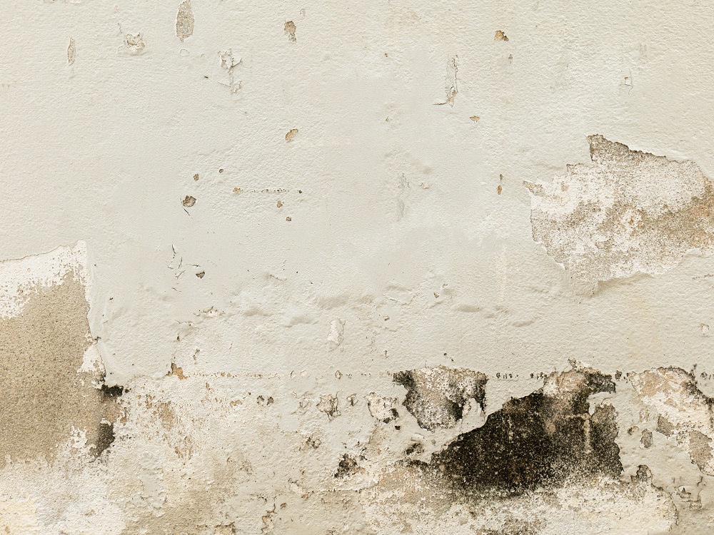 Roof Moisture in Excess Amount Roof Moisture in Excess Amount
