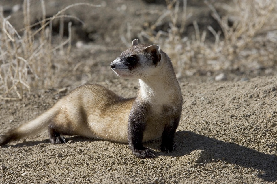 Skunks
