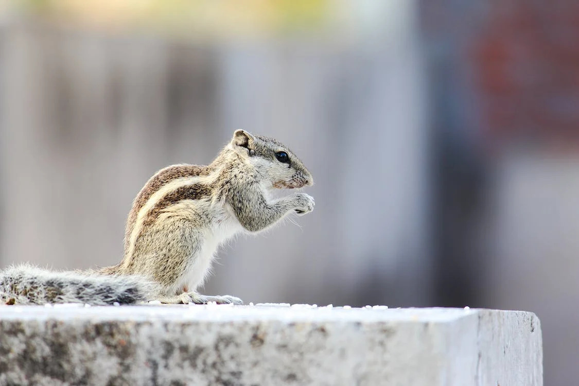 Squirrels