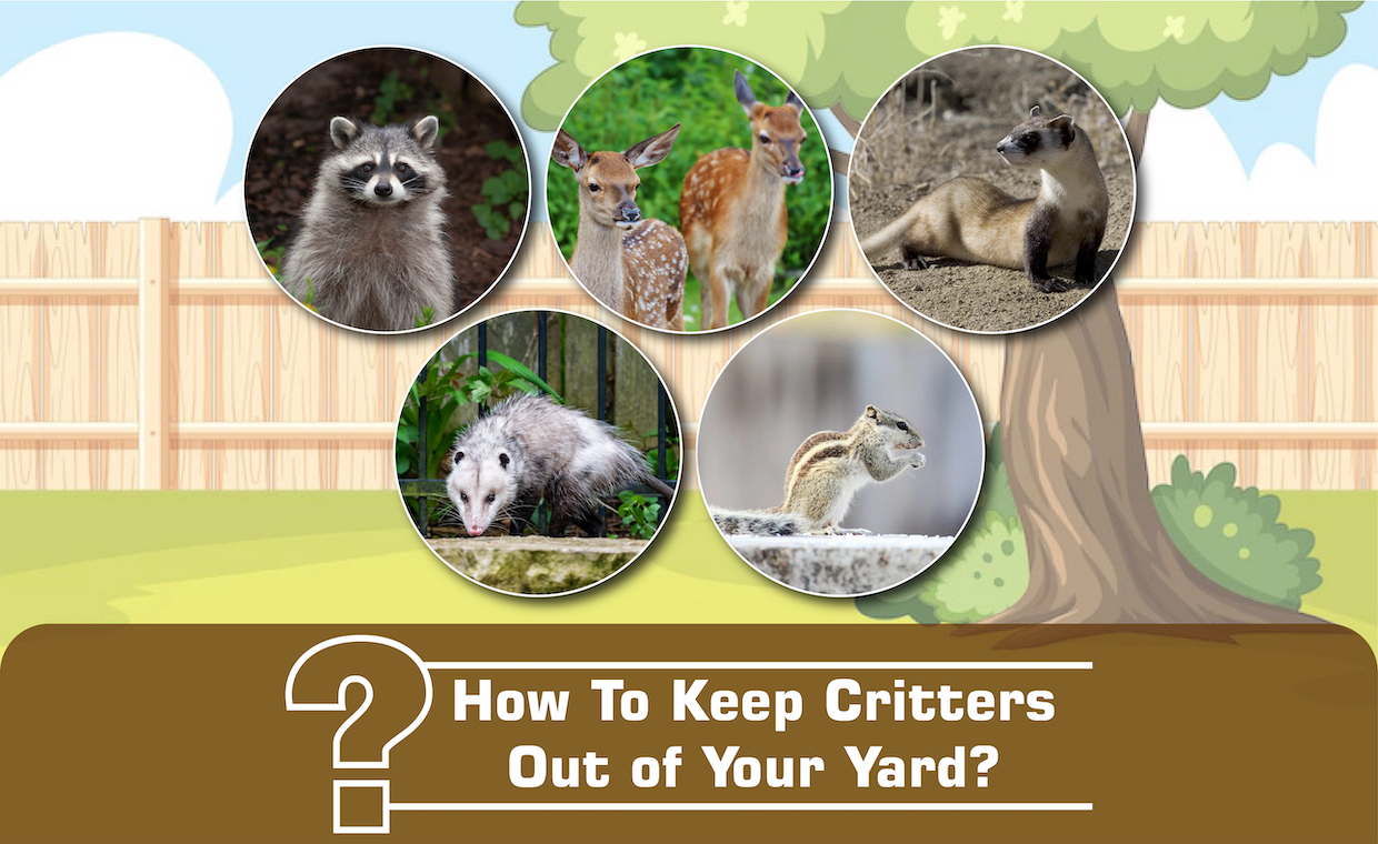 Tips to Get Rid of Critters