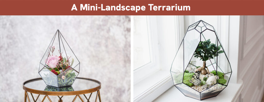 A Mini-Landscape Terrarium A Mini-Landscape Terrarium