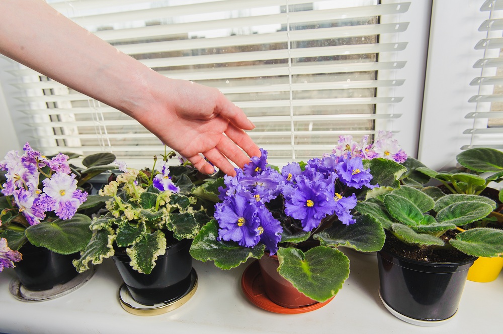 African Violets for urban house design