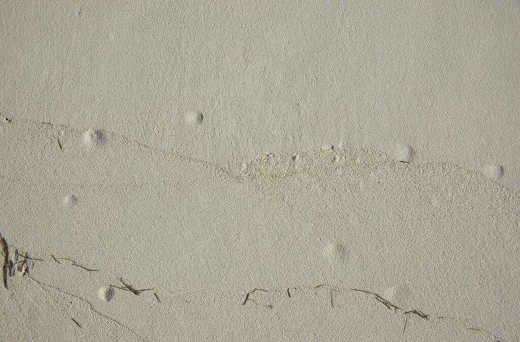 Blisters in concrete Blisters in concrete