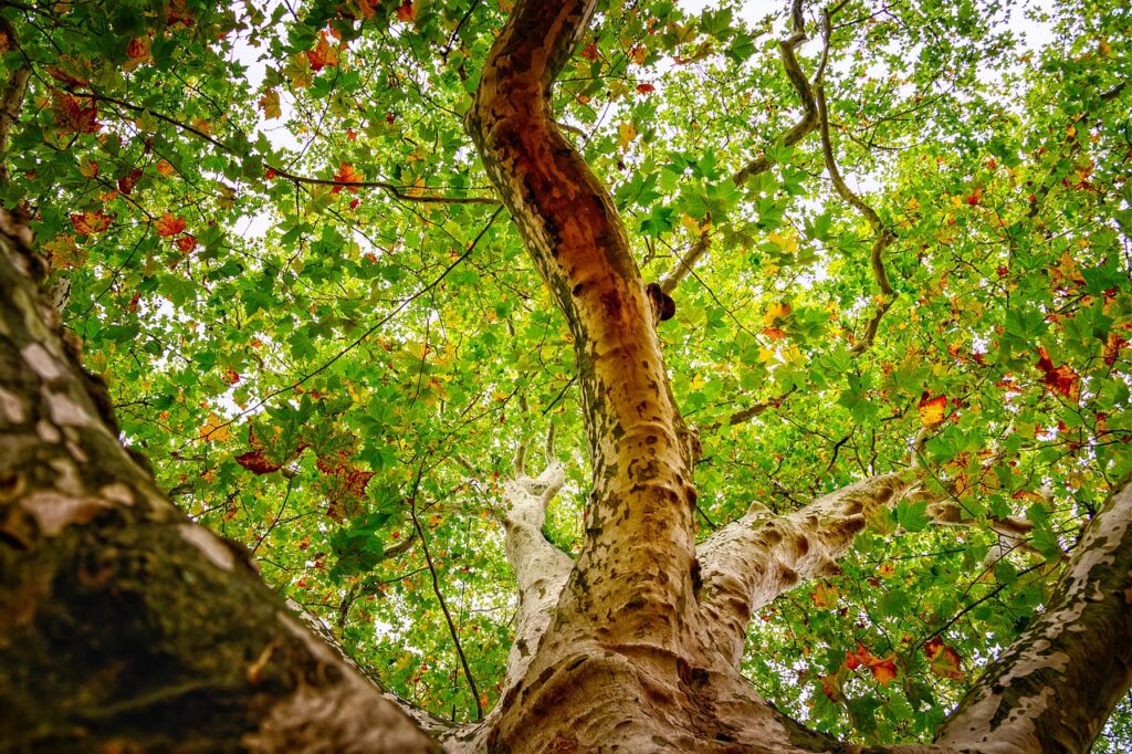 Check the Condition of Tree Canopy