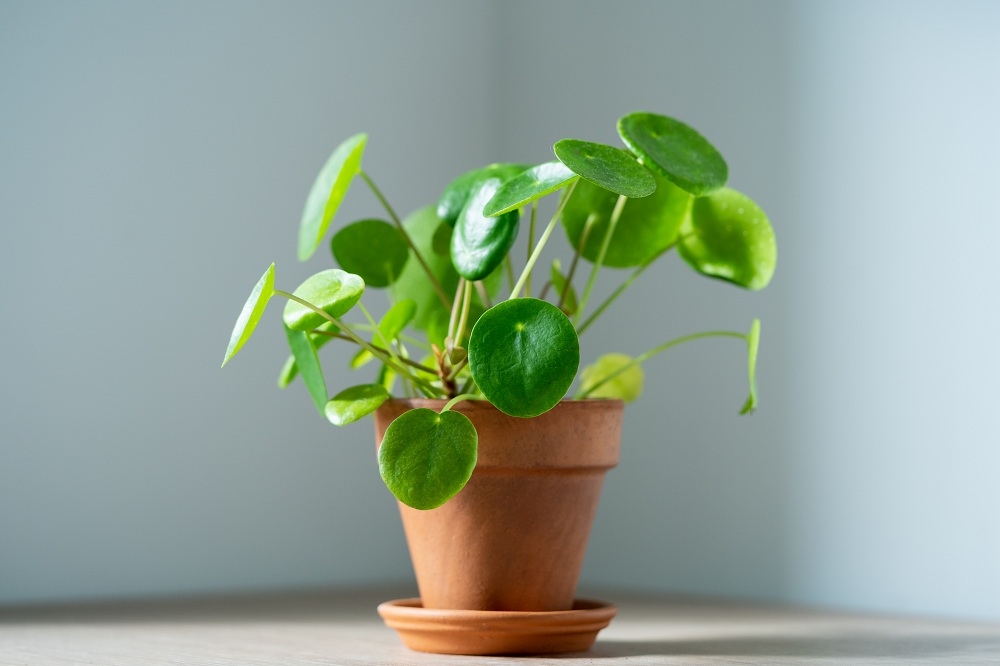 Chinese Money Plant Chinese Money Plant