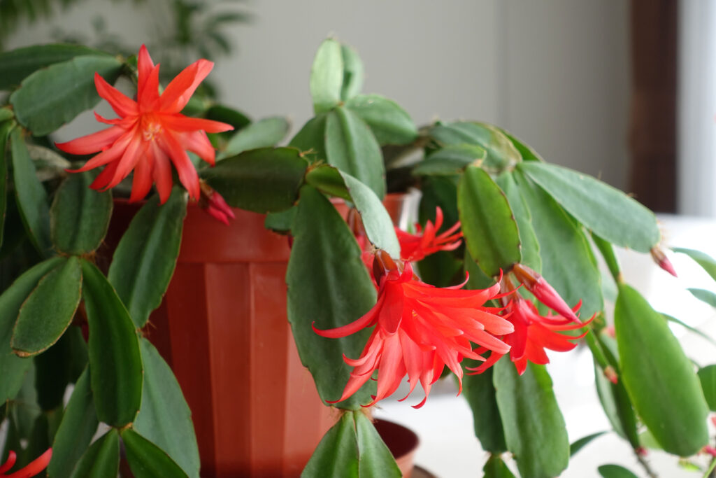 Christmas Cactus Christmas Cactus