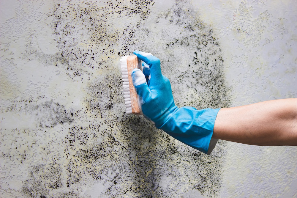 Clean The Mildew Away Clean The Mildew Away