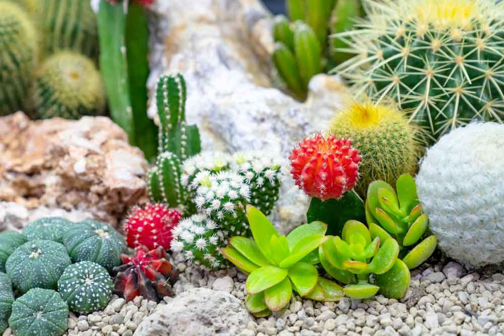 Colour to Your Desert Landscape