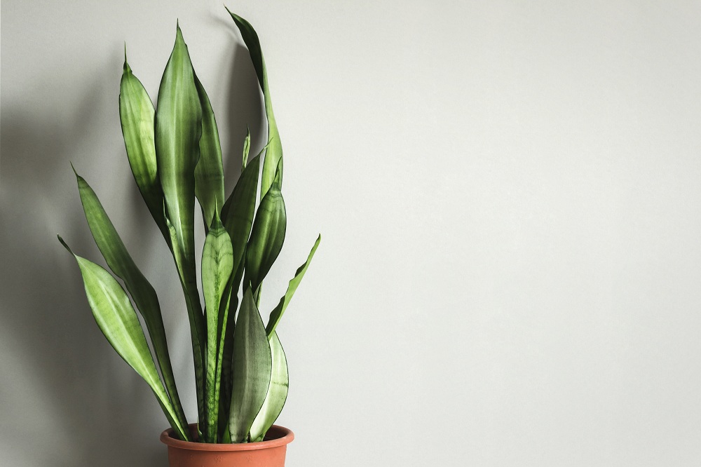 Corn Plant Corn Plant